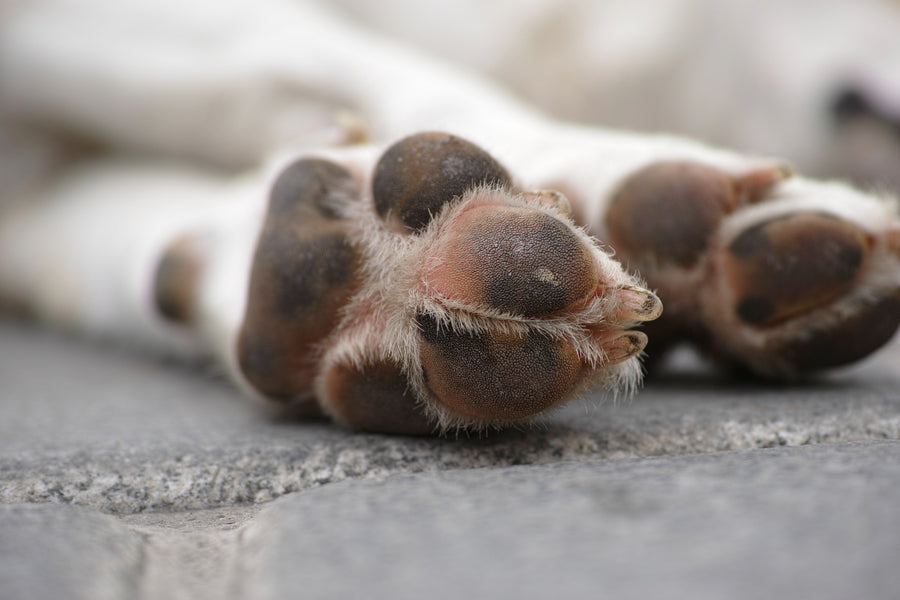 La historia detrás del ungüento para perros: Cómo cuidar las almohadillas agrietadas de tu mascota de manera natural