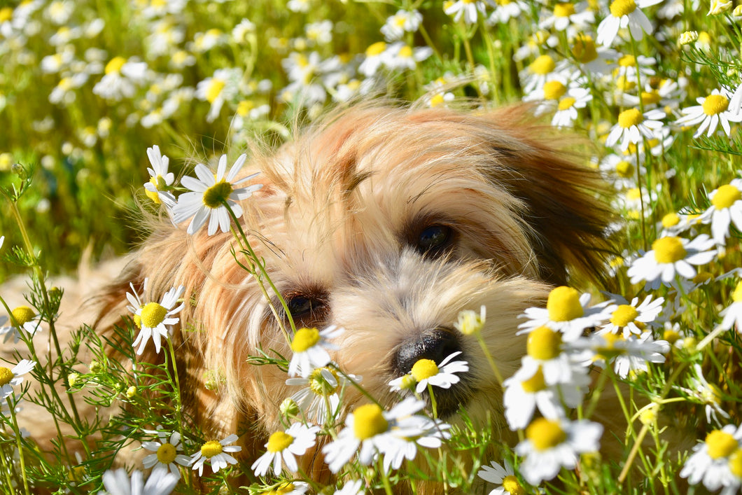 Bach Flowers for Animals