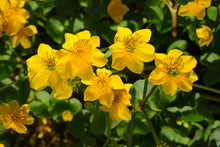 Load image into Gallery viewer, Bach flowers for me
